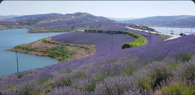 Lavanta Bahçeleri (Yeşilova ve Akçaköy)
