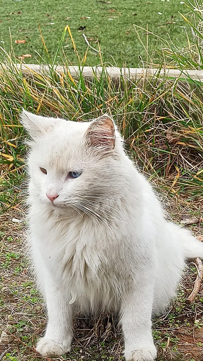 Tuşba